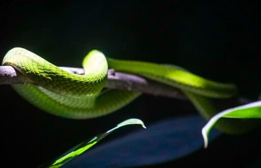 계사일주(癸巳日柱)에 관한 명리학적 심층 분석 및 사회적 역학 13