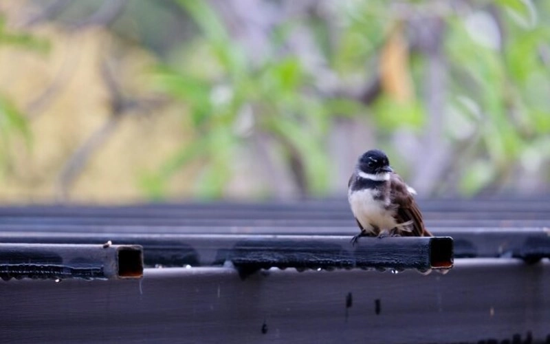 낙정관살(落井關殺) 깊이 파헤쳐보기 - 제비가 우물에 빠지는 형상 7
