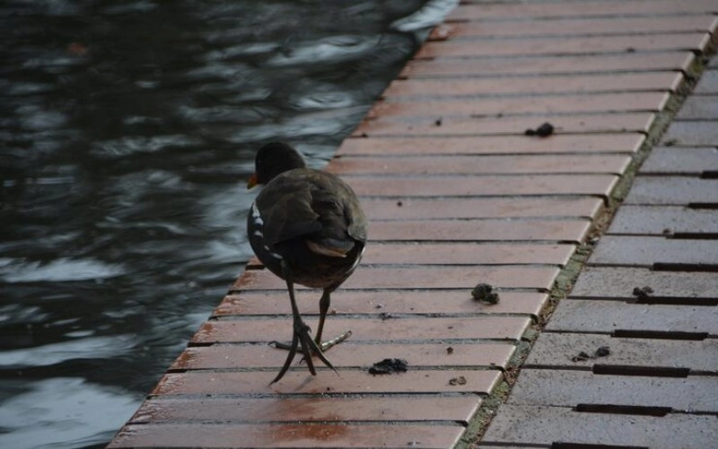 낙정관살(落井關殺) 깊이 파헤쳐보기 - 제비가 우물에 빠지는 형상 5