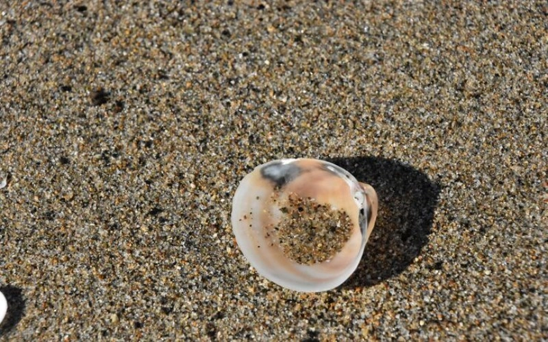 기해일주 기해일주 소름 돋는 반전 성격과 2026년 대박 나는 법 2