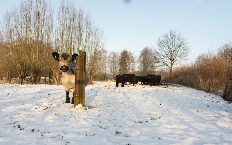 기축일주 기축일주 성격과 2026년 운세 소름 돋는 특징 총정리 1