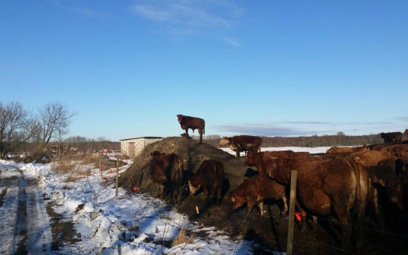 기축일주 기축일주 성격과 2026년 운세 소름 돋는 특징 총정리 2
