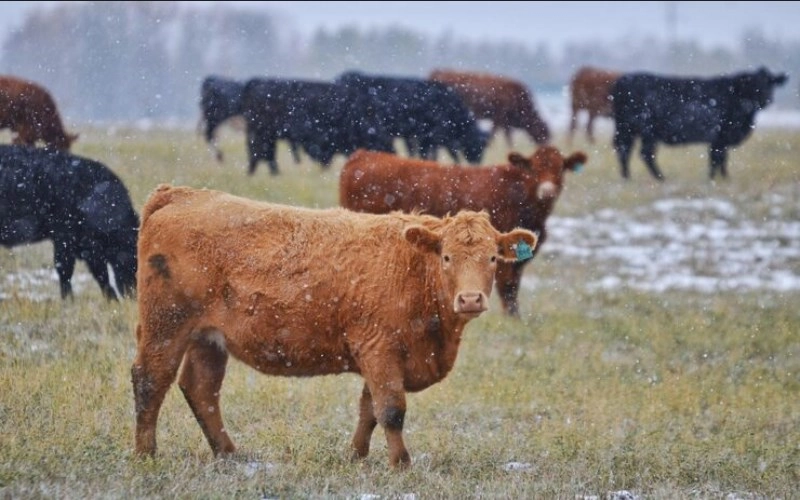 기축일주 기축일주 성격과 2026년 운세 소름 돋는 특징 총정리 3