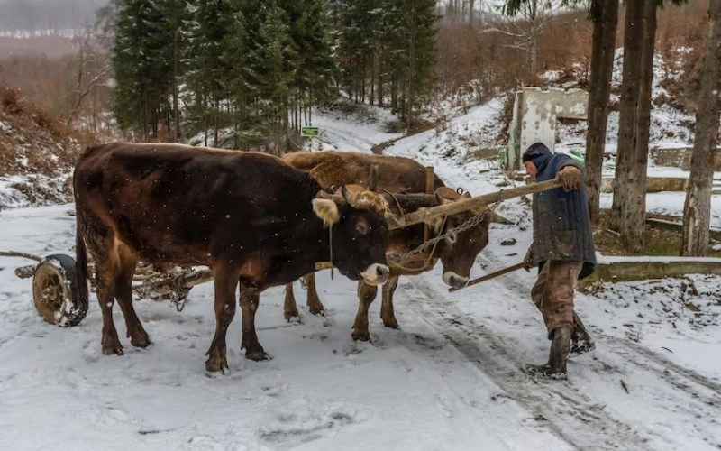 기축일주 기축일주 성격과 2026년 운세 소름 돋는 특징 총정리 6