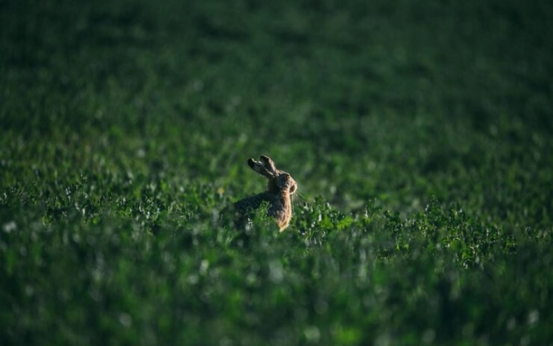 기묘일주 기묘일주 특징과 남녀 반전 매력 소름 돋는 연애 결혼 직업 운세 1