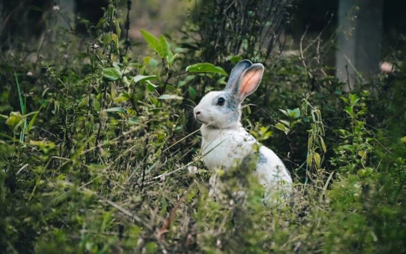 기묘일주 기묘일주 특징과 남녀 반전 매력 소름 돋는 연애 결혼 직업 운세 2