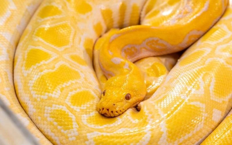 기사일주 성격과 운세 완벽 분석 숨겨진 불꽃을 가진 황금 뱀의 비밀 - 일주론 기사일주 기사일주 성격과 운세 완벽 분석 숨겨진 불꽃을 가진 황금 뱀의 비밀 1