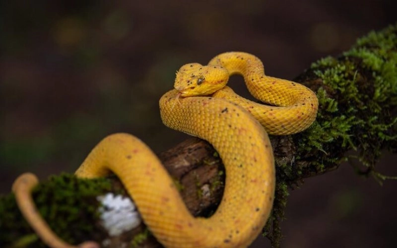 기사일주 성격과 운세 완벽 분석 숨겨진 불꽃을 가진 황금 뱀의 비밀 - 일주론 기사일주 기사일주 성격과 운세 완벽 분석 숨겨진 불꽃을 가진 황금 뱀의 비밀 2