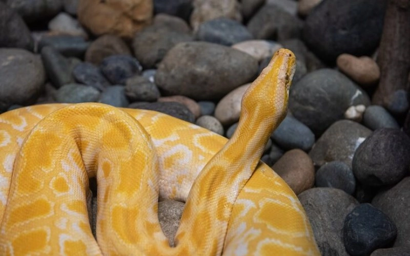 기사일주 성격과 운세 완벽 분석 숨겨진 불꽃을 가진 황금 뱀의 비밀 - 일주론 기사일주 기사일주 성격과 운세 완벽 분석 숨겨진 불꽃을 가진 황금 뱀의 비밀 3