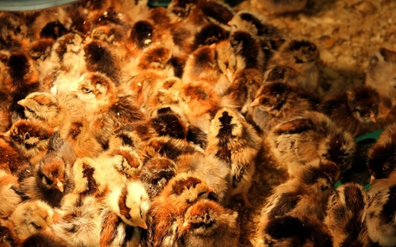 인유원진(+ 호랑이와 닭의 미묘한 갈등, 당신의 사주에 있다면?) 9