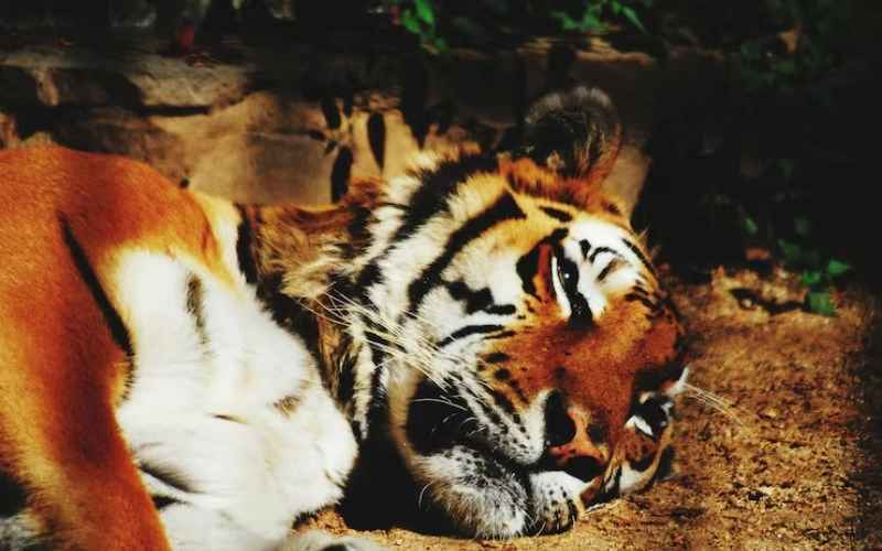 인유원진(+ 호랑이와 닭의 미묘한 갈등, 당신의 사주에 있다면?) 7