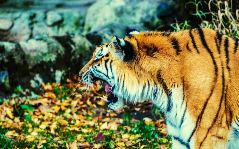 인유원진(+ 호랑이와 닭의 미묘한 갈등, 당신의 사주에 있다면?) 5