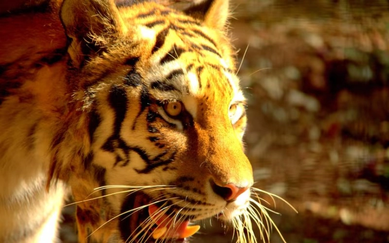 인유원진(+ 호랑이와 닭의 미묘한 갈등, 당신의 사주에 있다면?) 3