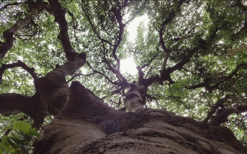 갑인일주 성격 고집 센 호랑이의 진짜 매력과 2026년 운세 분석 11