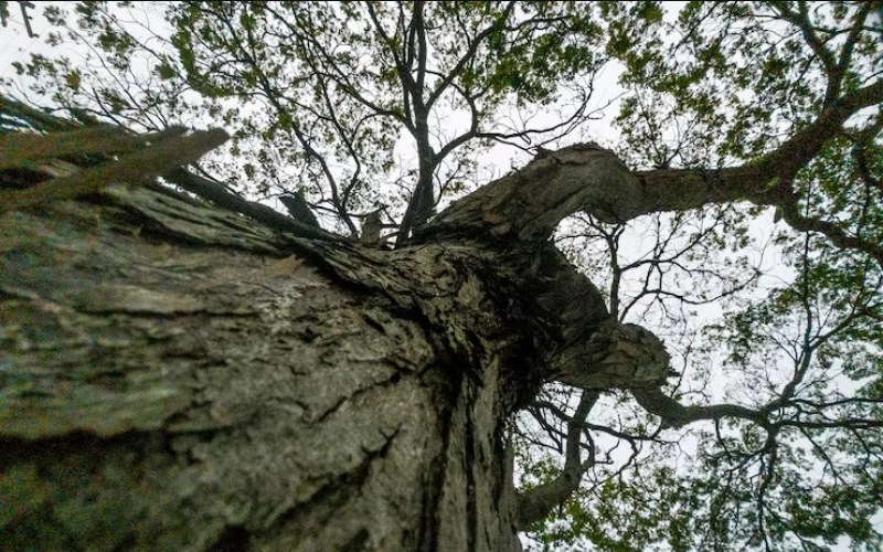 갑인일주 성격 고집 센 호랑이의 진짜 매력과 2026년 운세 분석 7