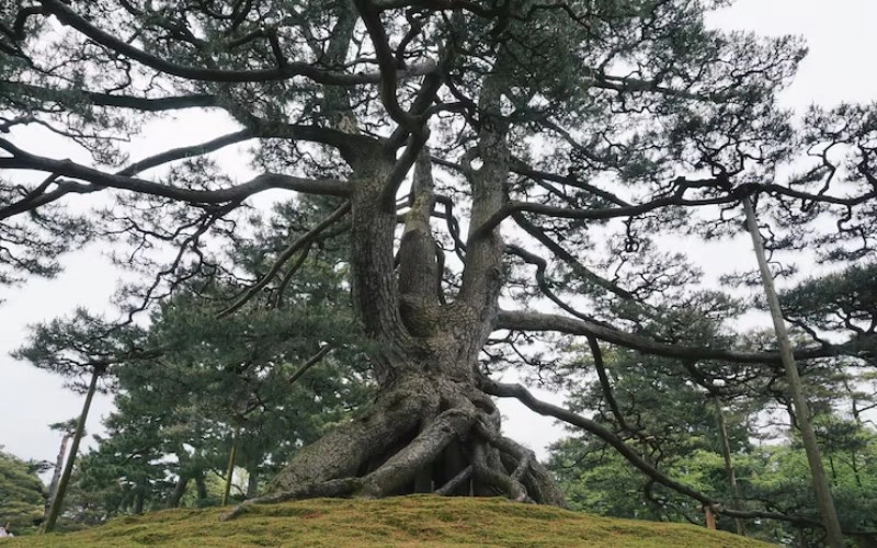 갑인일주 성격 고집 센 호랑이의 진짜 매력과 2026년 운세 분석 5