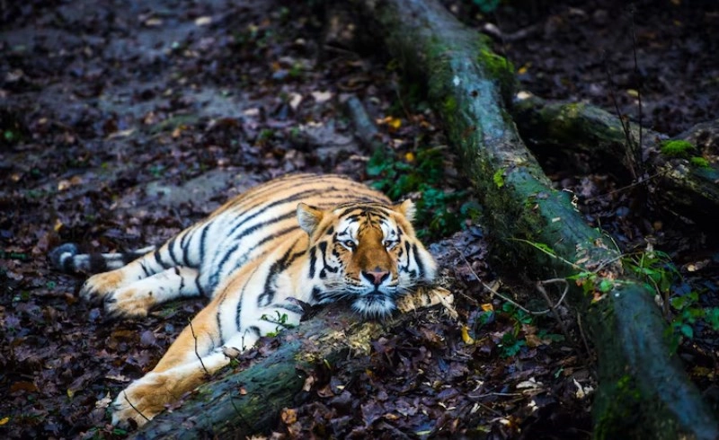 임인일주의 외모와 매력 포인트