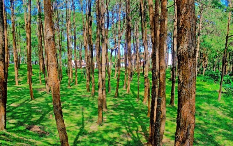 목이 많은 사주 - 당신의 넘치는 성장 에너지, 제대로 알고 활용해요! 1