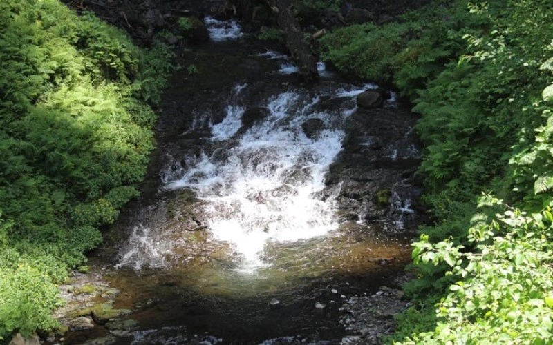 정란차격 - 깊은 샘물처럼 맑고 풍요로운 특별한 운명 5