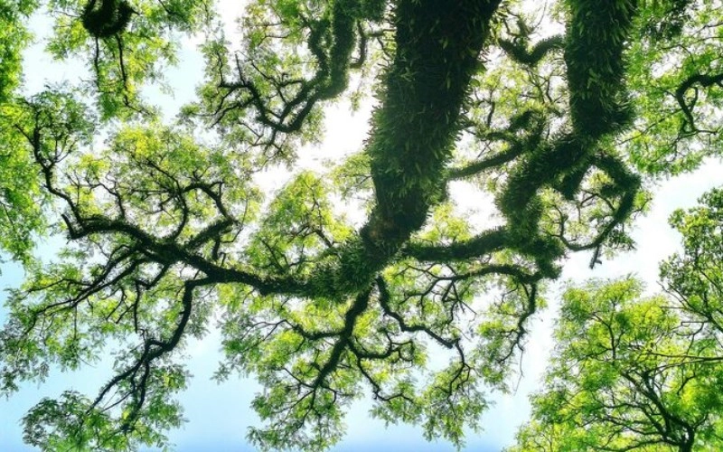 곡직격 - 푸른 나무의 곧고 굽은 기상, 인의예지를 품은 운명 2 곡직격 - 푸른 나무의 곧고 굽은 기상, 인의예지를 품은 운명 1