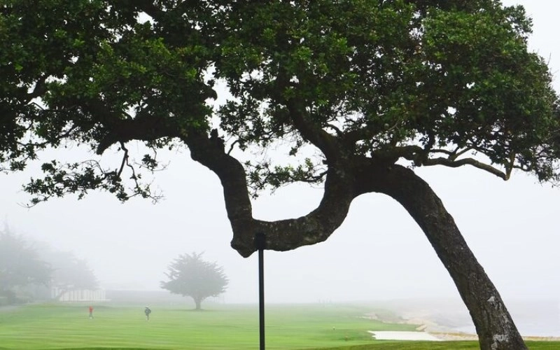 곡직격 - 푸른 나무의 곧고 굽은 기상, 인의예지를 품은 운명 4 곡직격 - 푸른 나무의 곧고 굽은 기상, 인의예지를 품은 운명 3