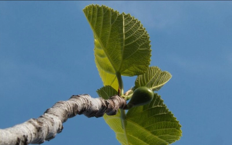곡직격 - 푸른 나무의 곧고 굽은 기상, 인의예지를 품은 운명 6 곡직격 - 푸른 나무의 곧고 굽은 기상, 인의예지를 품은 운명 5