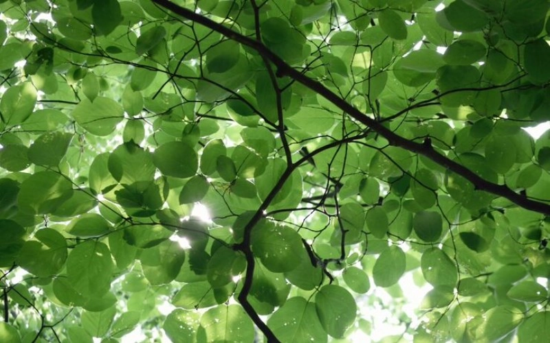 곡직격 - 푸른 나무의 곧고 굽은 기상, 인의예지를 품은 운명 8 곡직격 - 푸른 나무의 곧고 굽은 기상, 인의예지를 품은 운명 7
