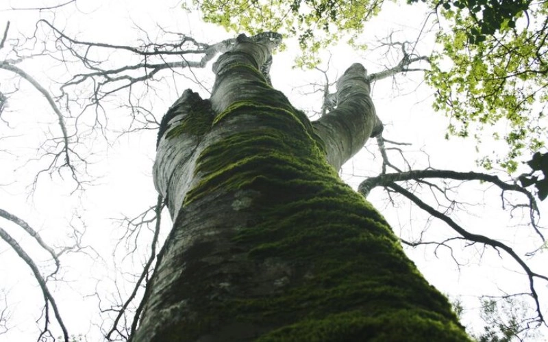 곡직격 - 푸른 나무의 곧고 굽은 기상, 인의예지를 품은 운명 10 곡직격 - 푸른 나무의 곧고 굽은 기상, 인의예지를 품은 운명 9
