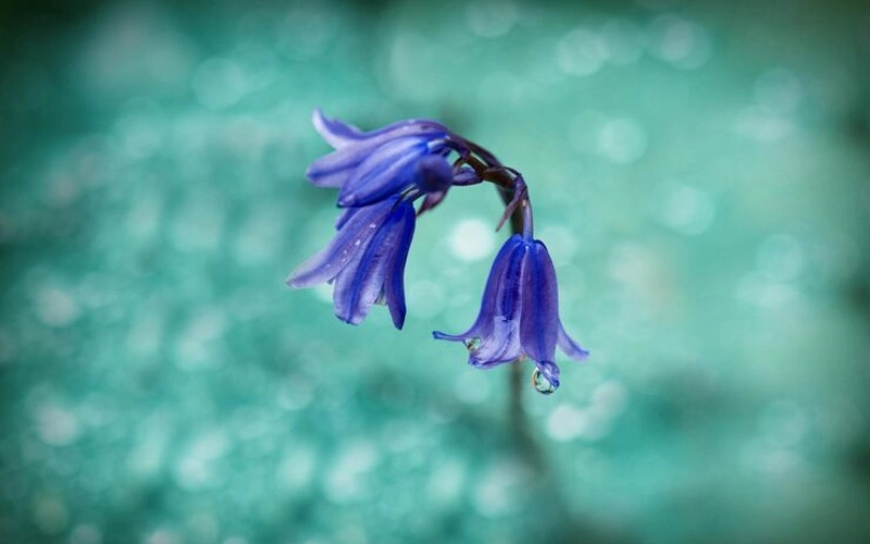 해묘미의 다채로운 세계 - 푸른 조화의 시작 1 20260115104642970