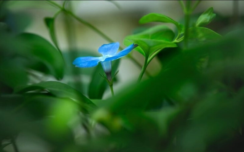 해묘미의 다채로운 세계 - 푸른 조화의 시작 2 20260115104655169