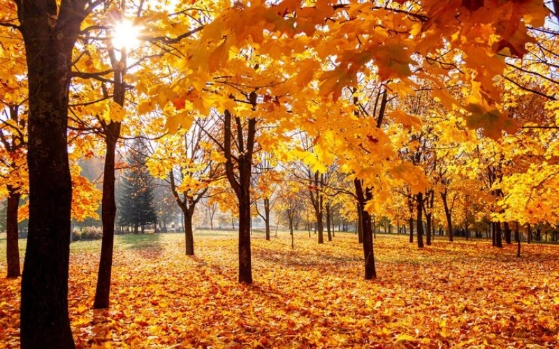 신유술의 결실 - 가을의 풍요로움과 완숙한 지혜 - 합충형해파 신유술 신유술의 결실 - 가을의 풍요로움과 완숙한 지혜 1