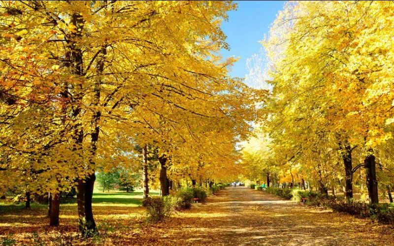 신유술의 결실 - 가을의 풍요로움과 완숙한 지혜 - 합충형해파 신유술 신유술의 결실 - 가을의 풍요로움과 완숙한 지혜 2