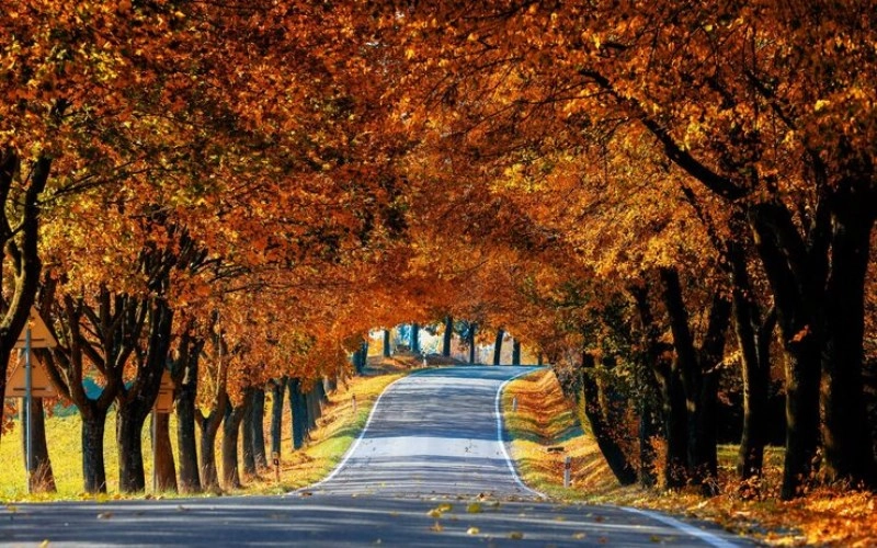 신유술의 결실 - 가을의 풍요로움과 완숙한 지혜 - 합충형해파 신유술 신유술의 결실 - 가을의 풍요로움과 완숙한 지혜 3