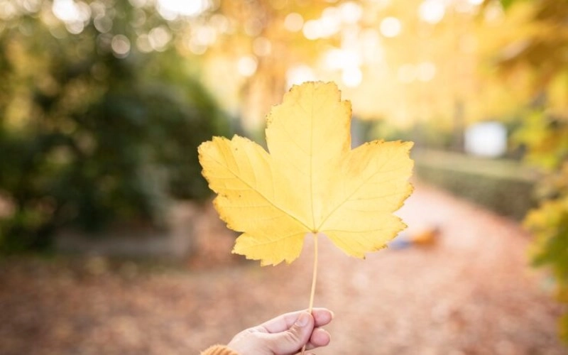신유술의 결실 - 가을의 풍요로움과 완숙한 지혜 - 합충형해파 신유술 신유술의 결실 - 가을의 풍요로움과 완숙한 지혜 4