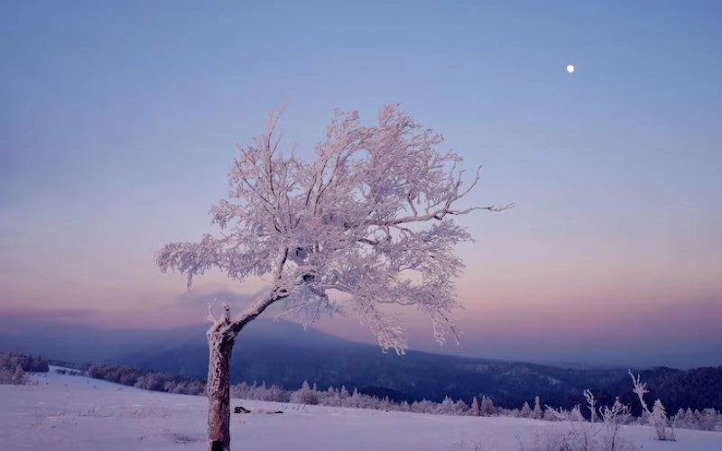 해자축 해자축의 겨울 이야기 - 고요한 지혜와 새로운 시작의 에너지 1