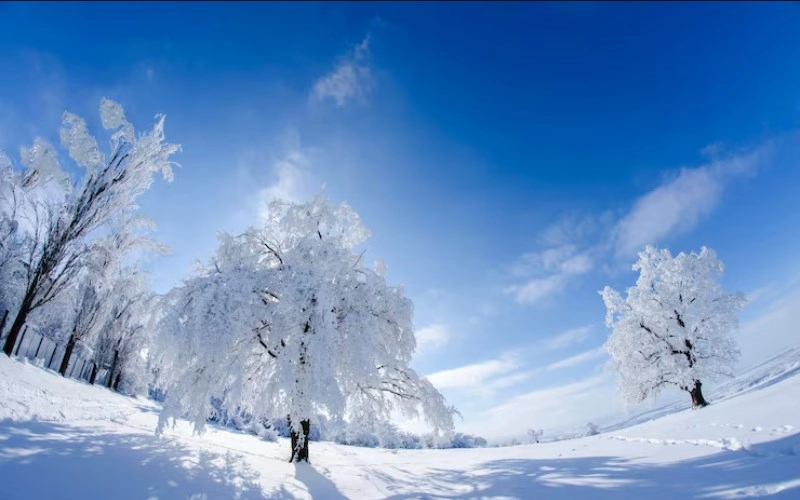 해자축 해자축의 겨울 이야기 - 고요한 지혜와 새로운 시작의 에너지 2
