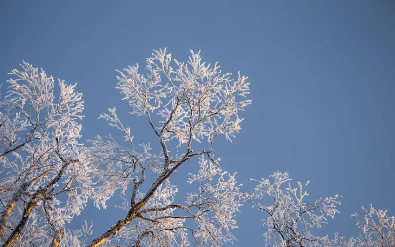 해자축 해자축의 겨울 이야기 - 고요한 지혜와 새로운 시작의 에너지 3