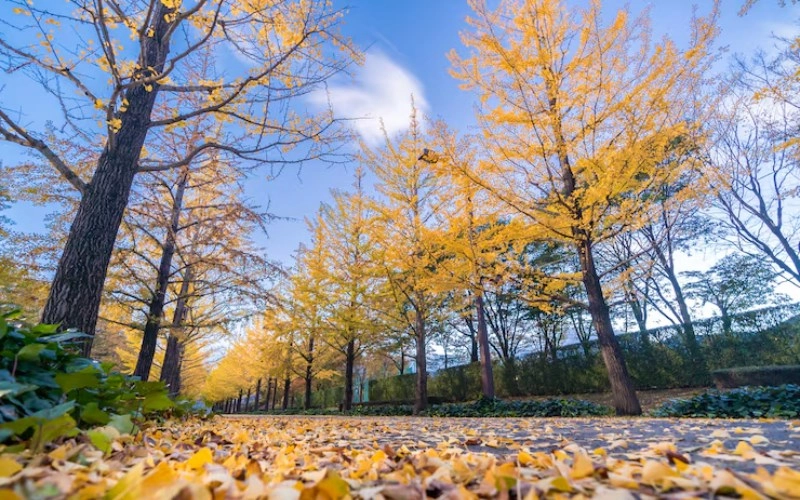 사주 득지 - 사주팔자에서 계절의 힘을 얻는다는 것은 무엇을 의미할까요? 5