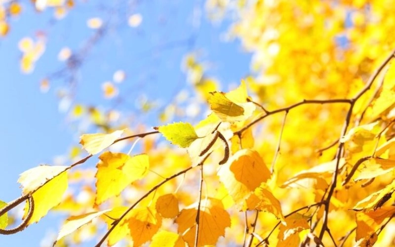 사주 득지 - 사주팔자에서 계절의 힘을 얻는다는 것은 무엇을 의미할까요? 7