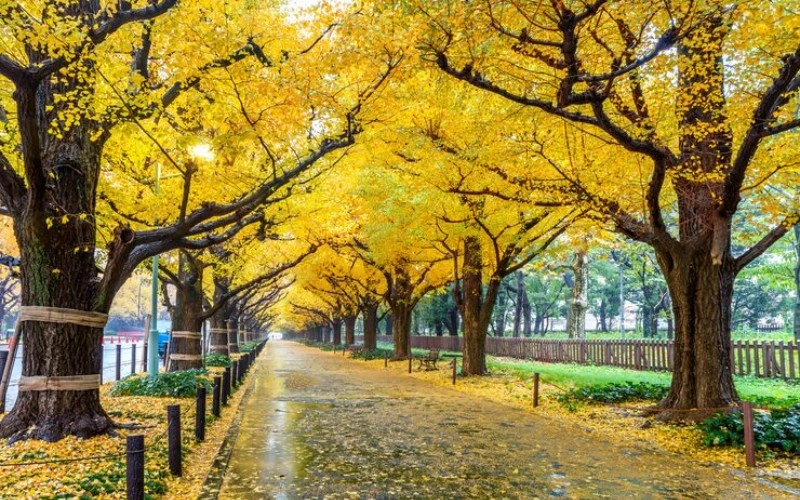 사주 득지 - 사주팔자에서 계절의 힘을 얻는다는 것은 무엇을 의미할까요? 13