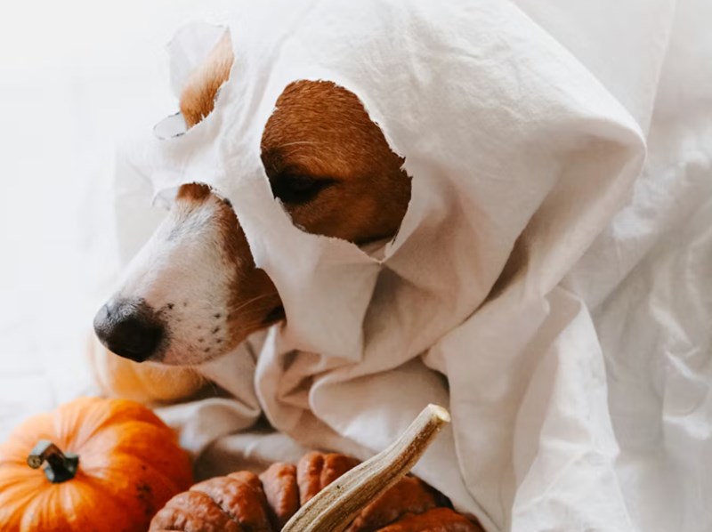 할로윈 데이, 그냥 즐기기엔 너무 아까운 기원과 유래 총정리 (2025년 최신 정보 포함) 6 20251203134407547