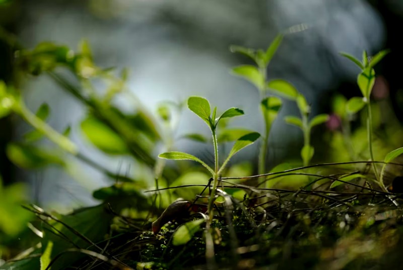 오행의 십이운성적 해석, 생왕묘의 순환 고리 2 20251126112131714
