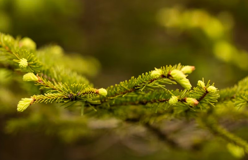 오행의 십이운성적 해석, 생왕묘의 순환 고리 3 20251126112535687
