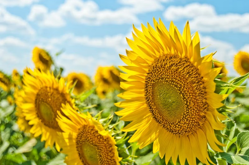 계절에 따른 오행 변화가 당신의 운명을 결정짓는 진짜 이유 3 20251126143600428