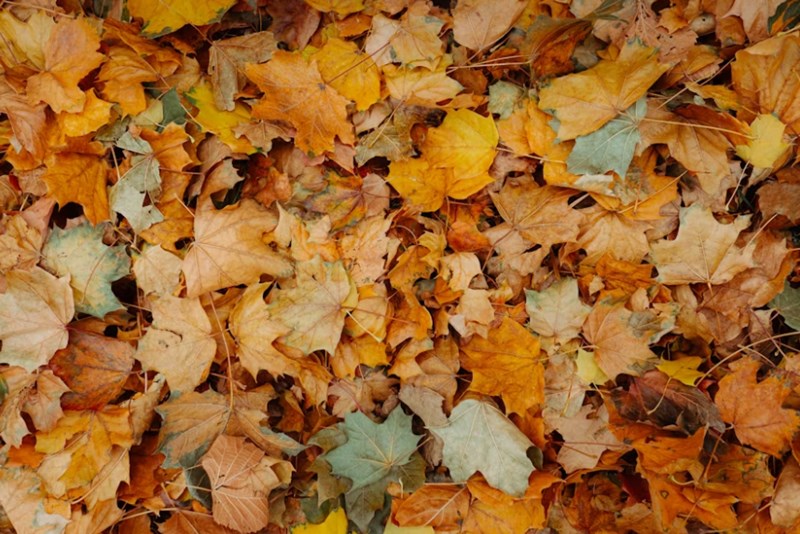 계절에 따른 오행 변화가 당신의 운명을 결정짓는 진짜 이유 4 20251126143750722