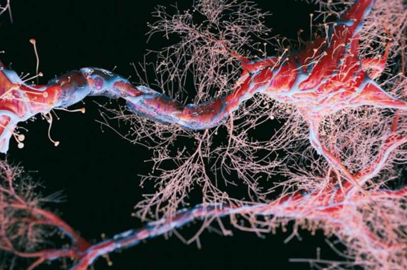 명리 지지론에서의 묘오파(卯午破)에 관한 분석적 고찰: 구조적 기전과 임상적 변용 10 20251230162228603