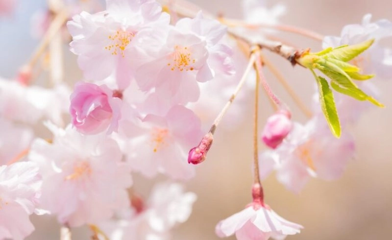 도화살 관상 있으면 무조건 연예인급 인기를 얻게 될까 병오년 사주 분석 9