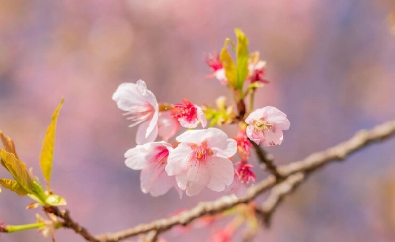 도화살 관상 있으면 무조건 연예인급 인기를 얻게 될까 병오년 사주 분석 5