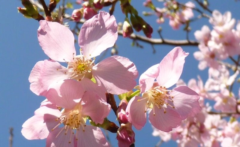 도화살 관상 있으면 무조건 연예인급 인기를 얻게 될까 병오년 사주 분석 3