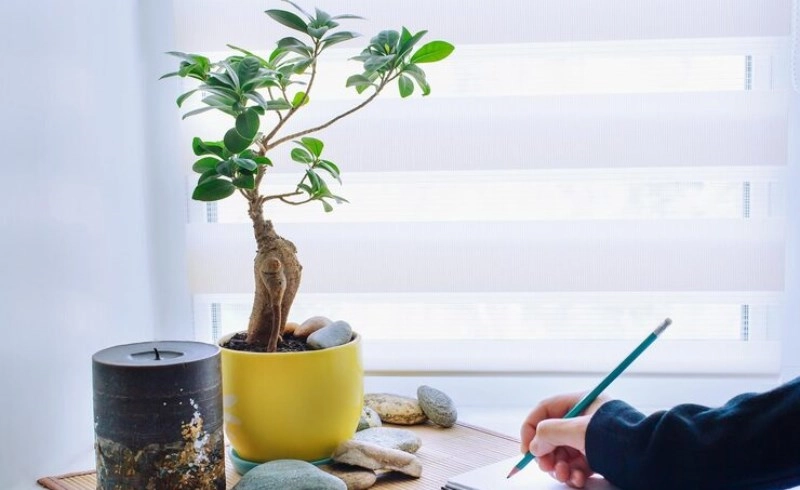 생동감을 더해주는 식물과 소품의 조화